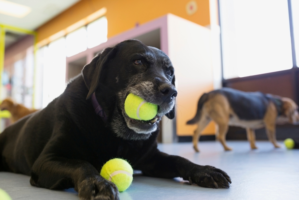 a dog chewing and playing with a ball in Dog Training Boarding Schools