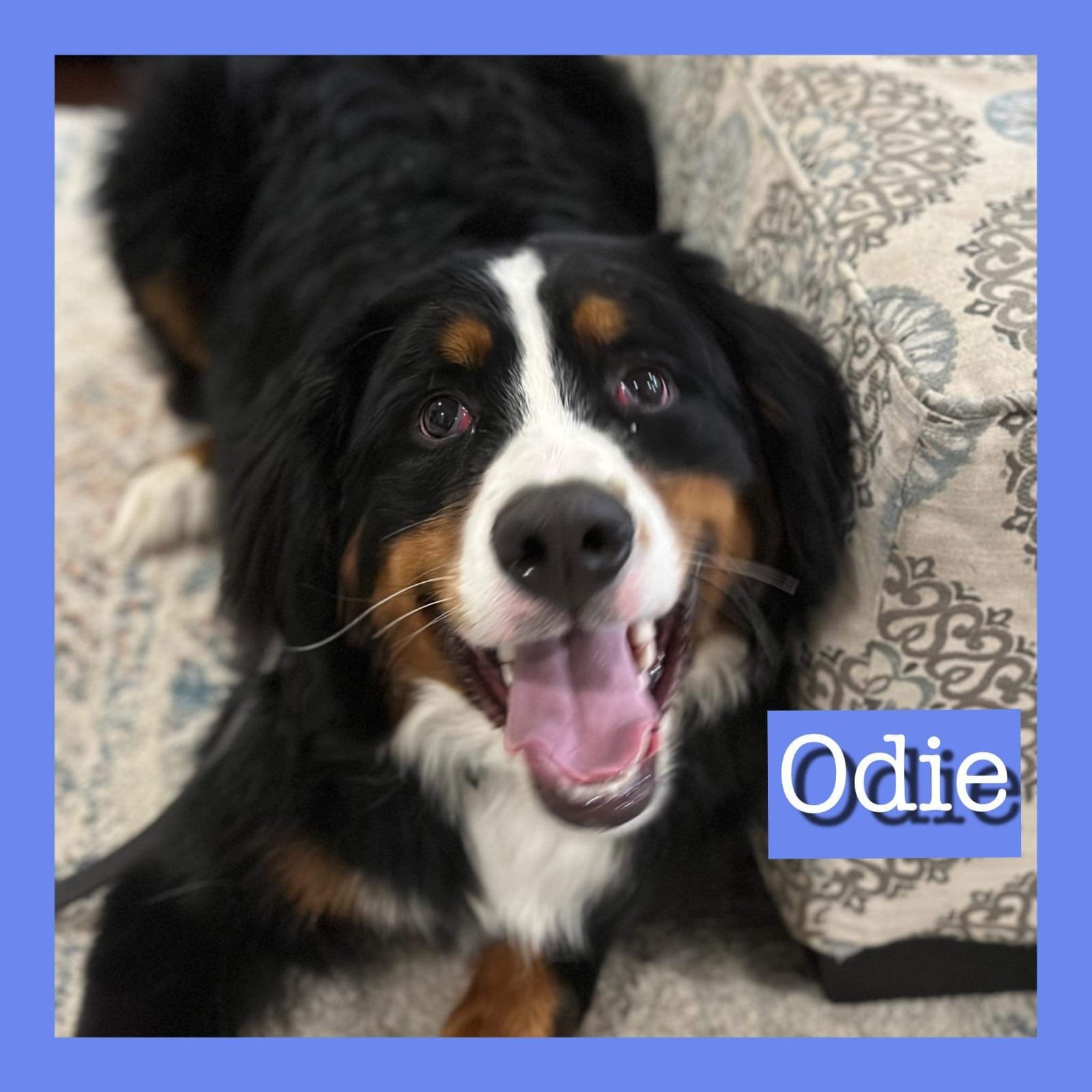 The Dog School Recent Graduate Odie