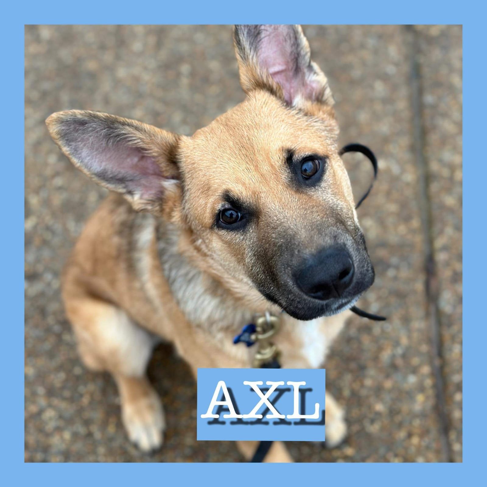 The Dog School Recent Graduate AXL
