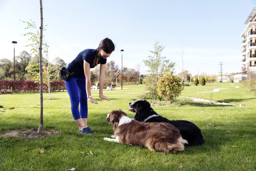 blog on How Long Does Service Dog Training Take?