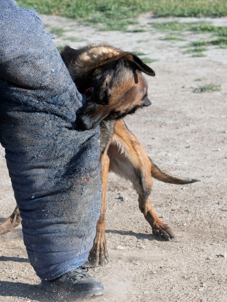 German Shepherd engaged in K9 aggressive dog training, biting trainer wearing protective safety suit