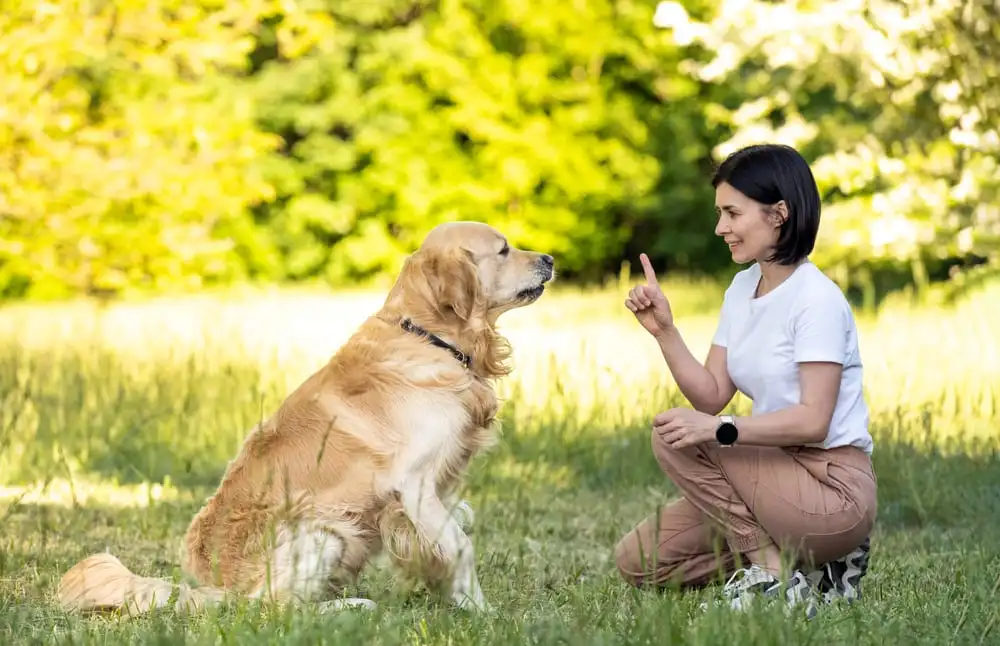 A girl training a golden retriever Dog at Dog Boarding School - A guide by The Dog School.